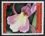 Dactylorhiza romana